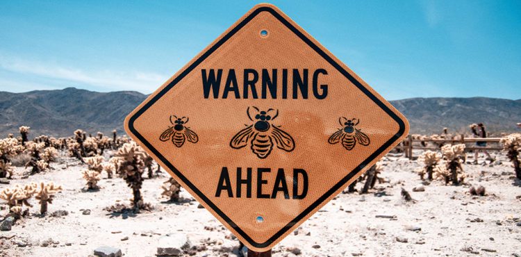 how to choose a good web designer